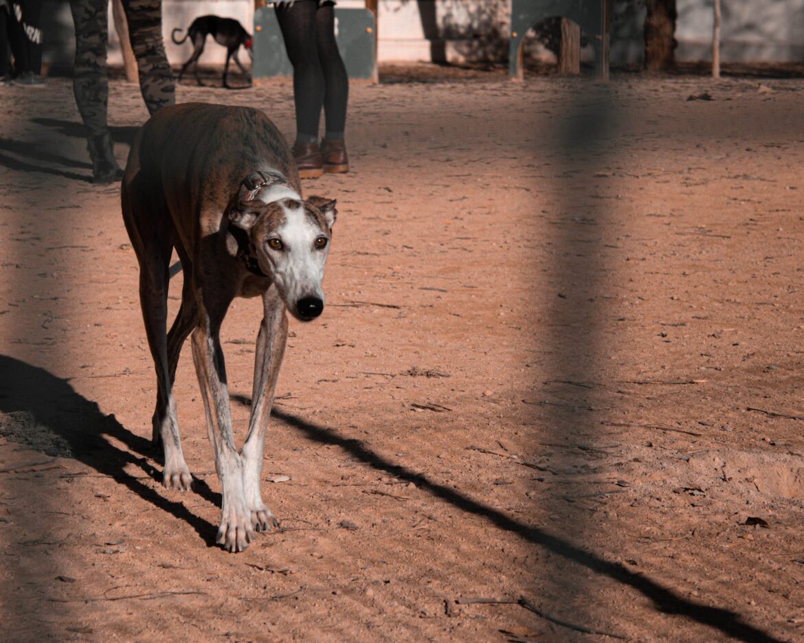 skinny galgo espanol walking through street