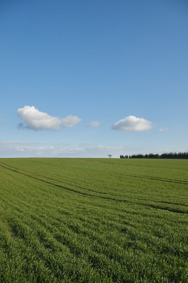 peaceful green field under blue sky landscape